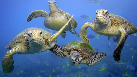 COP15會前看點：為什麼全球急需《2020年後生物多樣性綱要》來守護自然？
