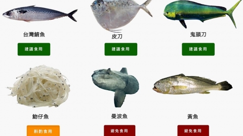 魩仔魚首次入列評黃燈 第五版「台灣海鮮選擇指南」出爐 納漁獲量數據更具指標性