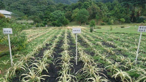 鳳梨田的循環農業學 纖維再利用、生物炭有機耕作 減廢又固碳