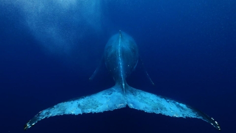 聯合國今夏可能放行太平洋海底挖礦 綠色和平：噪音將24小時影響鯨豚