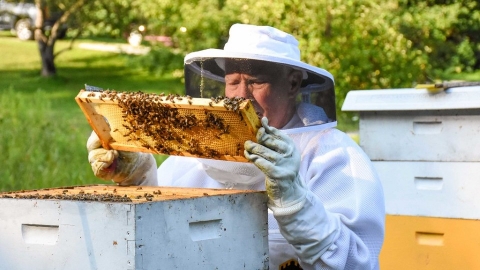  蜂群損失逾六成 美國最大規模蜜蜂死亡事件調查出爐