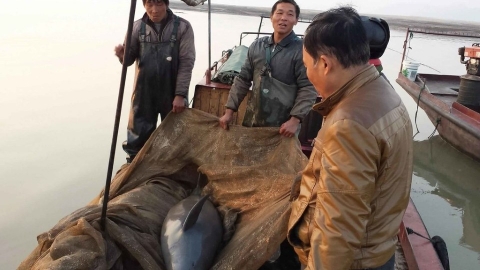  「紙上的保護區」 如何給長江江豚一個真正受保護的家？