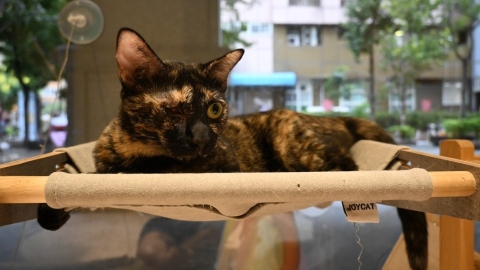 貓·領事館 還給浪貓一個家