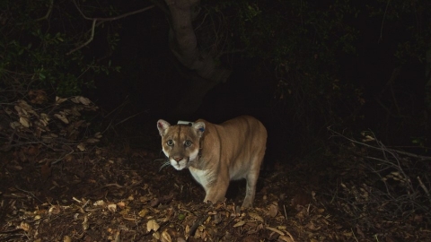 讓P-22自由 一隻美洲獅如何促成全球最大野生動物廊道的誕生