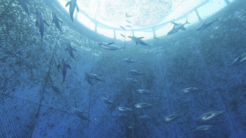 當大海變成養魚場——「海洋牧場」是永續漁產契機，還是海上動物工廠？