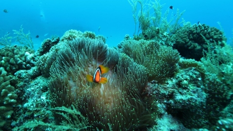  當大魚消失，小魚上桌：我們忽略了什麼海洋訊號？