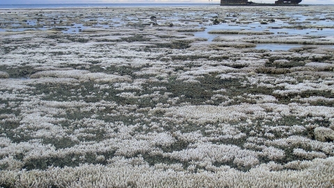 澳洲大堡礁8年來第五次白化危機 專家：如同煮珊瑚