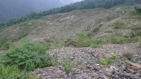 崩塌地植生學問大 人造林別急進場 研究揭密：與土地公合作最有效