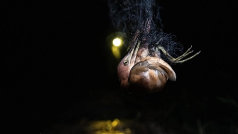  打野味猖獗 柬埔寨「獵鳥」屢禁不止