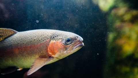 連魚都上癮？ 研究：甲基安非他命若污染河流 將不利魚群健康