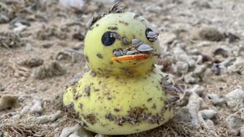 救生筏還是海盜船？ 那些搭塑膠便車環遊世界的小生物