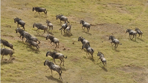 全球升溫使動物「迫遷」 人類生活終將受衝擊