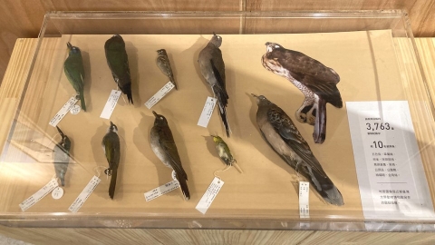  撞玻璃是猛禽救傷原因第二位 草山猛禽中心辦特展盼正視隱形的窗殺陷阱