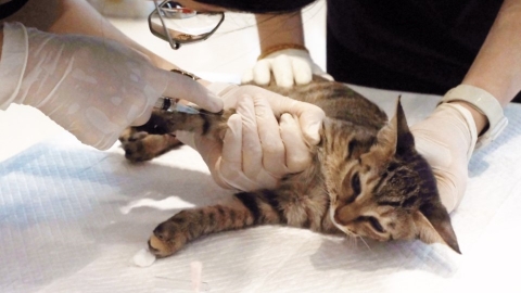 絕育救浪浪 台灣之心深入偏鄉離島做動保