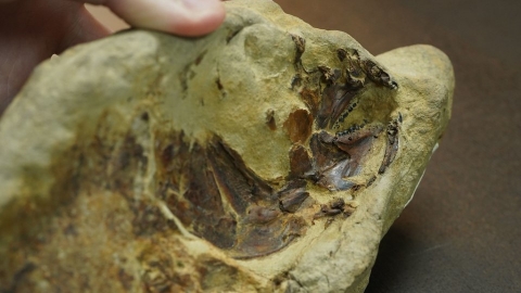 台灣首件真鯛化石出土 證實晚更新世的恆春四溝 曾有良好潟湖生態