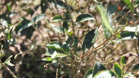 生態共存的阿彌達玉茶園 看見茶樹生命力