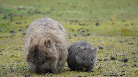 澳洲袋熊疥癬死亡率高 保育團體巢穴設機關上藥