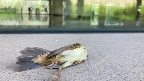 防鳥類窗殺 香港民間首份鳥撞調查 韓國修法管建築玻璃設計