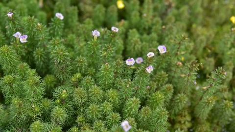 桃園石龍尾、新竹油菊 「地名溫室」深藏植物保種努力 驚豔國際專家