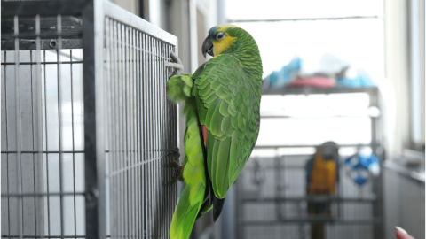 臺灣鸚鵡保護協會 用愛救援浪鳥與病鳥