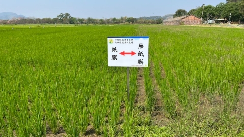  高雄農改場試驗紙膜取代塑膠膜 更便宜且減少農地污染