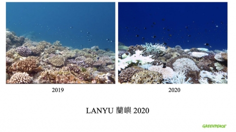 中研院：蘭嶼南部過半珊瑚白化 綠色和平將啟動復元監測計畫