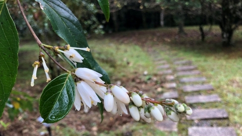 今年贈苗不再附膠盆 植樹愛地球 可分解容器首度上陣