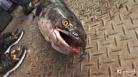 魚虎出沒 繁殖季加外來種 日月潭岸邊現成群魚球