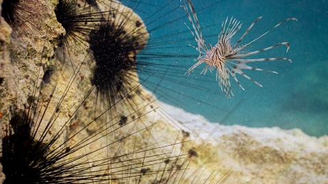 研究示警：海洋塑膠垃圾影響海膽發育 其他生物可能也受害