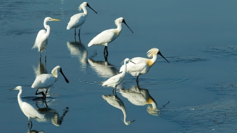  夏天養魚、冬天養鳥 黑面琵鷺友善魚塭：非保護區的保護區