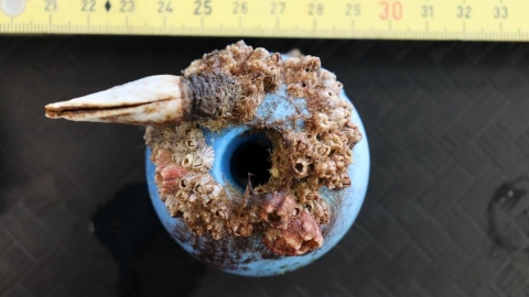 海岸生物隨塑膠垃圾漂流外海 學者憂「新遠洋群落」成生態陷阱