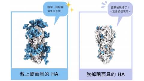 未來流感疫苗不用年年打？可對抗異株病毒的單醣化疫苗