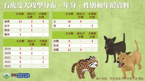 盤點近五年石虎受犬攻擊案例 阿虎團隊：追蹤個體犬殺是路殺三倍