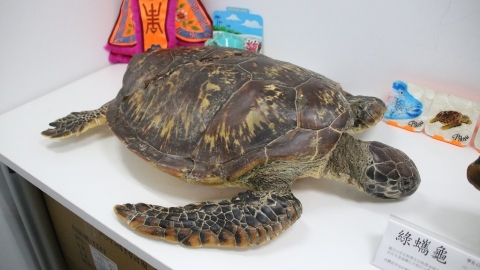 「海龜是很神奇的動物」：一名海龜獸醫的十年臨床觀察