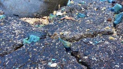 海洋威脅又加一 科學家發現新型態塑膠污染物：焦油塑膠
