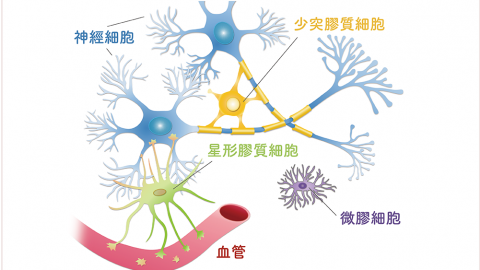 記憶變差、反應變慢，神經細胞出了什麼問題？