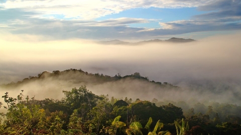 毀林率曾居全球之首 馬來西亞如何官民合力挽救森林消失危機