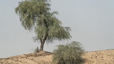 沙漠裡的小黃花 一段與阿聯國樹Ghaf相遇的故事
