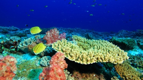 海底魚蝦也會發聲？ 科學家號召全球加入水下生物聲音圖書館計畫