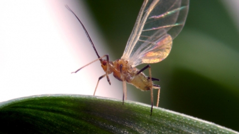 英國最暖2月 研究：面對暖化，昆蟲「躲都沒地方躲」