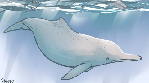 【生物多樣性的美好日常】守護海洋永續指標 台灣白海豚