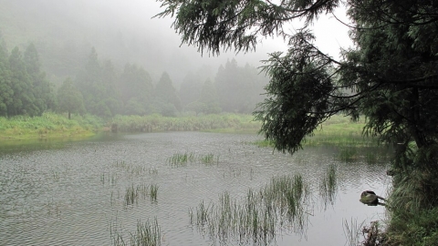 水生植物也耐旱？ 林試所與美合作 解密「台灣水韭」罕見光合作用機制