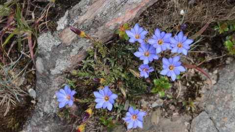 《以阿里山之名植物圖誌》 用原生植物行銷阿里山 嘉義林管處新書上市  ---《以阿里山之名植物圖誌》（上）