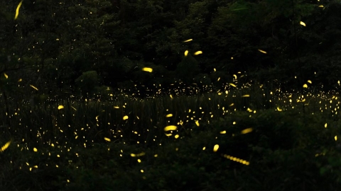  在中國 螢火蟲買賣背後的愛與哀愁