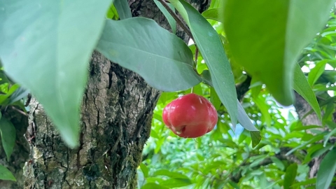 龜蛙都來了 阿東蓮霧園與草共生