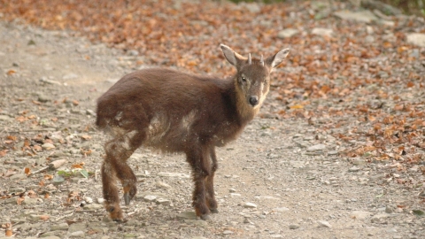 「愛我就不要靠近！」山羊、水鹿、獼猴，野生動物暗藏的人畜共通病原