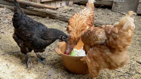 社區裡的保溫雞舍 剩食也能成為饗宴