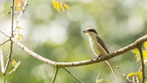 告別烤鳥歷史 伯勞鳥保育下一步：友善農法護棲地、食源