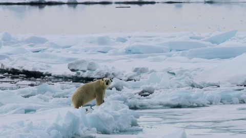 北極海冰找到26種「永遠的化學品」 部分含量超過飲用水建議標準