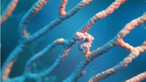 水晶宮超級名模「豆丁海馬」 國海院首次在澎湖七美台灣灘發現